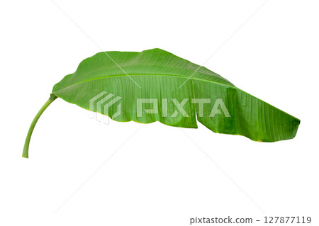 Banana green leaf tropical plant isolated on white background with clipping path. Banana green leaf tropical plant isolated on white background with clipping path. 127877119