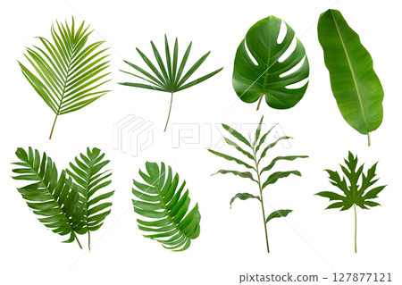 Banana, palm and momstera green leaf tropical plant isolated on white background. Banana, palm and momstera green leaf tropical plant isolated on white background. 127877121
