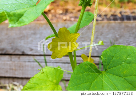Yellow flower blossoms on climbing cucumbers in a backyard garden under bright sunlight. Yellow flower blossoms on climbing cucumbers in a backyard garden under bright sunlight. 127877138