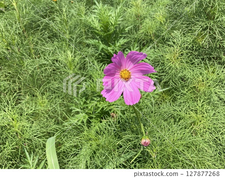 Cosmos season has arrived 127877268