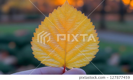 Yellow leaf in hand autumn nature macro photography 127877459