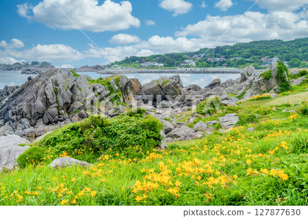 "Aomori Prefecture" Flowers bloom on the shore in early summer at Tanesashi Coast, Hachinohe City 127877630
