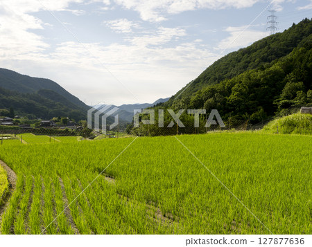梯田風景，新綠的秧苗正在生長 127877636