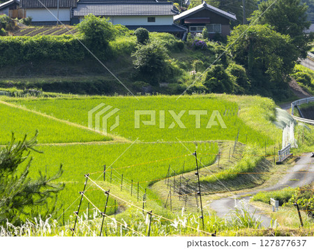 梯田風景,新綠的秧苗正在生長 梯田風景,新綠的秧苗正在生長 127877637