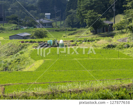 梯田風景，新綠的秧苗正在生長 127877638