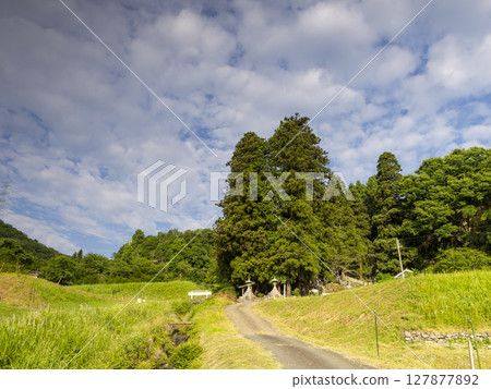 Stone lanterns and sacred trees of a shrine in a rural area 127877892