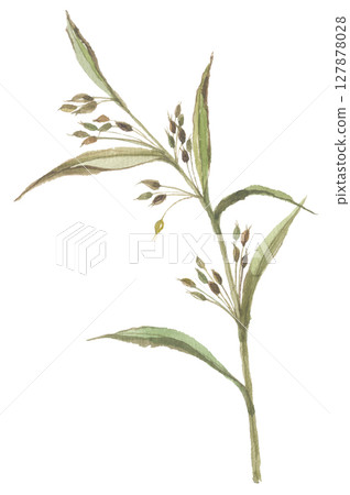 Pearl barley painted in watercolor 127878028
