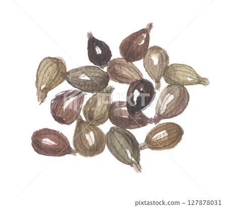 Pearl barley painted in watercolor Pearl barley painted in watercolor 127878031