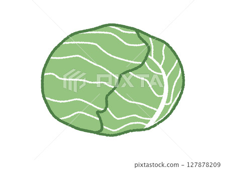 Cabbage illustration Cabbage illustration 127878209