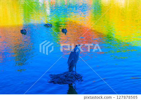 Wild birds in Daisen Park 127878505