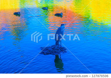 大仙公園的野生鳥類 大仙公園的野生鳥類 127878506