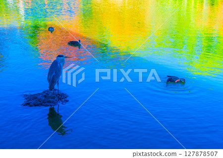 大仙公園的野生鳥類 127878507