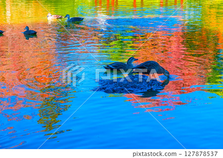 The water reflects wild birds and autumn leaves at Daisen Park 127878537