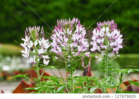 醉蝶花蜘蛛花 127878620