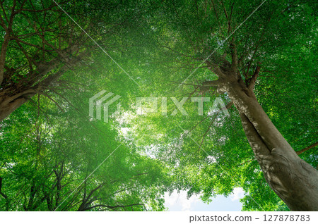 Green tree in forest. Nature background for carbon neutrality. Natural carbon sink fight climate change. Sustainability in carbon-neutral ecosystems. Sustainable environment. Natural carbon capture. 127878783