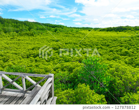 Aerial view green mangrove forest. Carbon storage, climate change mitigation, and conservation of vital marine habitats. Essential for coastal protection, restoration efforts, and blue carbon programs 127878812