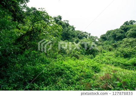 Landscape of tropical peat swamp forest. Natural carbon sink. Climate balance, biodiversity, and long-term sustainability. Wetland forest ecosystem filled with dense trees. Nature's carbon capture. 127878833