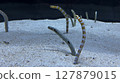 Garden eels and Japanese moray eels peeking out from the sand 127879015