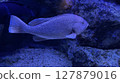 Grouper (Spotted Grouper) swimming underwater 127879016