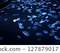 A school of jellyfish swimming in an aquarium 127879017