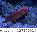 Red fish (Yukata grouper) swimming in the water 127879018