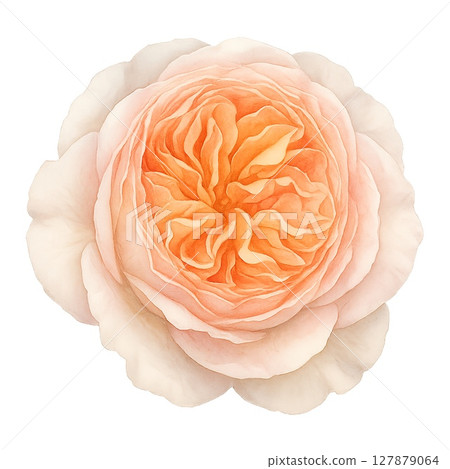Watercolor style⭐︎English Rose⭐︎Abraham Darby⭐︎ Silky petals 127879064
