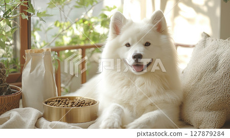 beautiful white Samoyed savors gourmet dry kibble from gold trimmed ceramic bowl in softly lit space, complemented elegant food bag in backdrop beautiful white Samoyed savors gourmet dry kibble from gold trimmed ceramic bowl in softly lit space, complemented elegant food bag in backdrop 127879284