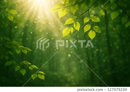 清新的綠色和陽光 127879289