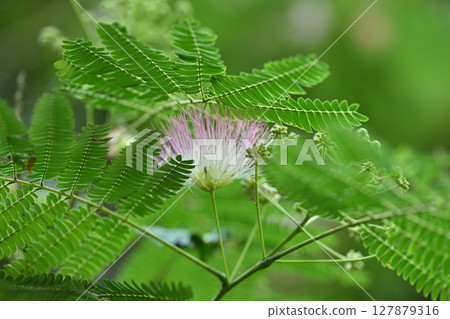 豆科植物，合歡樹 127879316