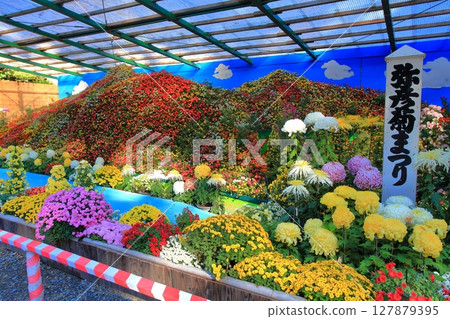 Yahiko Chrysanthemum Festival 127879395