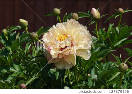 Peony flower "Lollipop" May 2025 127879396