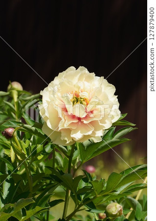 Peony flower "Lollipop" May 2025 127879400