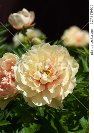 牡丹花「棒棒糖」2025年5月 127879402
