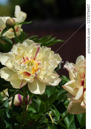 牡丹花「棒棒糖」2025年5月 牡丹花「棒棒糖」2025年5月 127879407