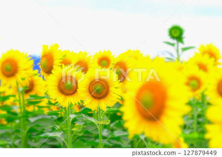 清爽的藍天和盛開的向日葵田 清爽的藍天和盛開的向日葵田 127879449
