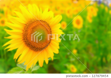 一片生氣勃勃、盛開的向日葵田 127879454