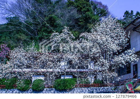 Mokuren Chaya Mokuren Chaya 127879466