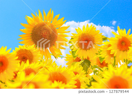 藍天和鮮豔的向日葵 127879544