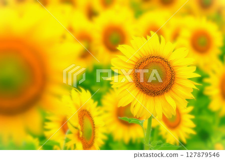 一片生氣勃勃、盛開的向日葵田 127879546