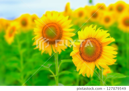 清爽的藍天和盛開的向日葵田 清爽的藍天和盛開的向日葵田 127879549