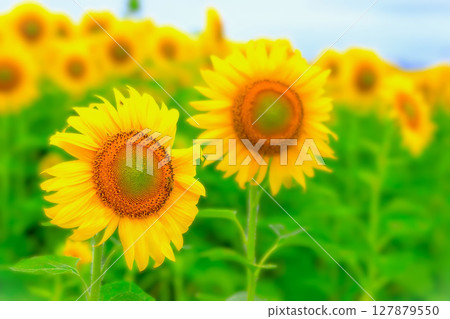 A refreshing blue sky and a vibrant sunflower field in full bloom A refreshing blue sky and a vibrant sunflower field in full bloom 127879550