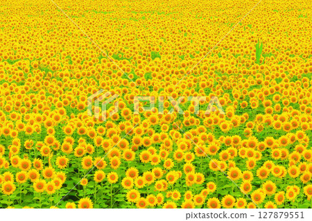 A vast field of sunflowers blooming as far as the eye can see A vast field of sunflowers blooming as far as the eye can see 127879551