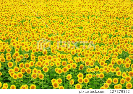一望無際的向日葵花田 127879552