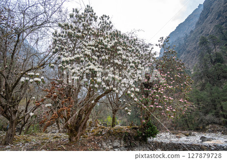 White Rhododendron flowers blooming at the edge of Langtang Khola river a river coming from the south flows down along the Langtang trekking route, Nepal.  127879728