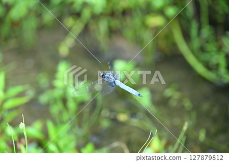 Large Shiokara Dragonfly (male) on guard duty 127879812