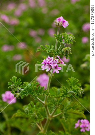 Grassy plant Geranium meadow at sunny day, nobody 127879892