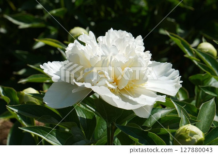 牡丹花「Hakakoden」2025年5月 127880043