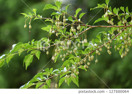 Immature fruit of the deciduous tree, snowbell Immature fruit of the deciduous tree, snowbell 127880064