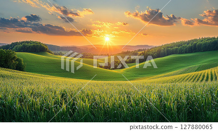 vineyard basking in warm light of golden hour, verdant grapevines stretching across rolling hills, epitomizing serenity and charm of winemaking landscapes 127880065