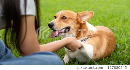 Corgi Dog and Owner Bonding. A woman teaching her corgi to shake hands in a grassy park. 127880245